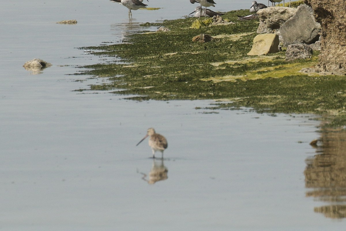 Bar-tailed Godwit - ML644096318