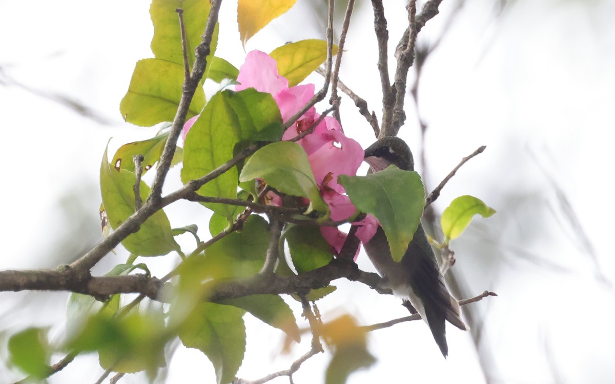 Ruby-throated Hummingbird - ML644096324