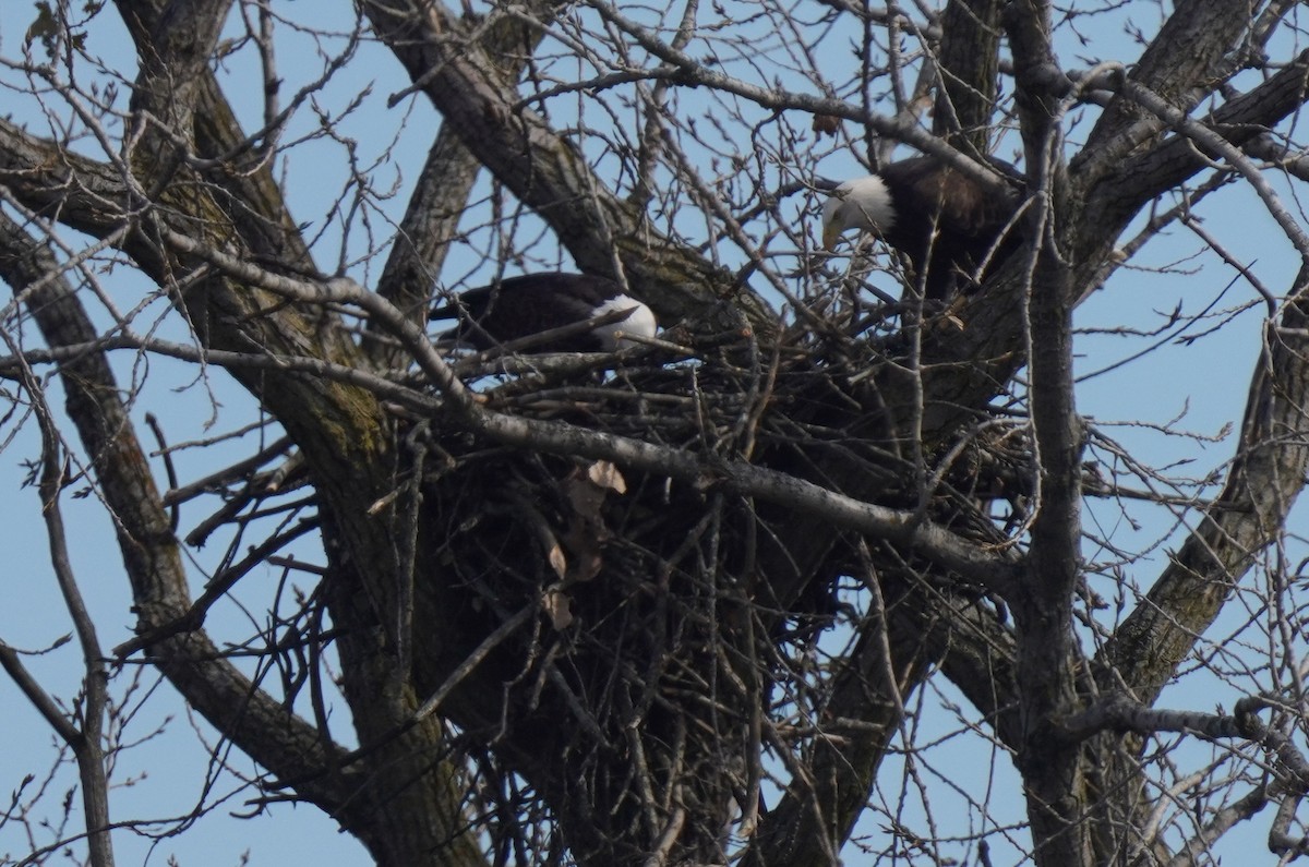 Bald Eagle - ML644096344