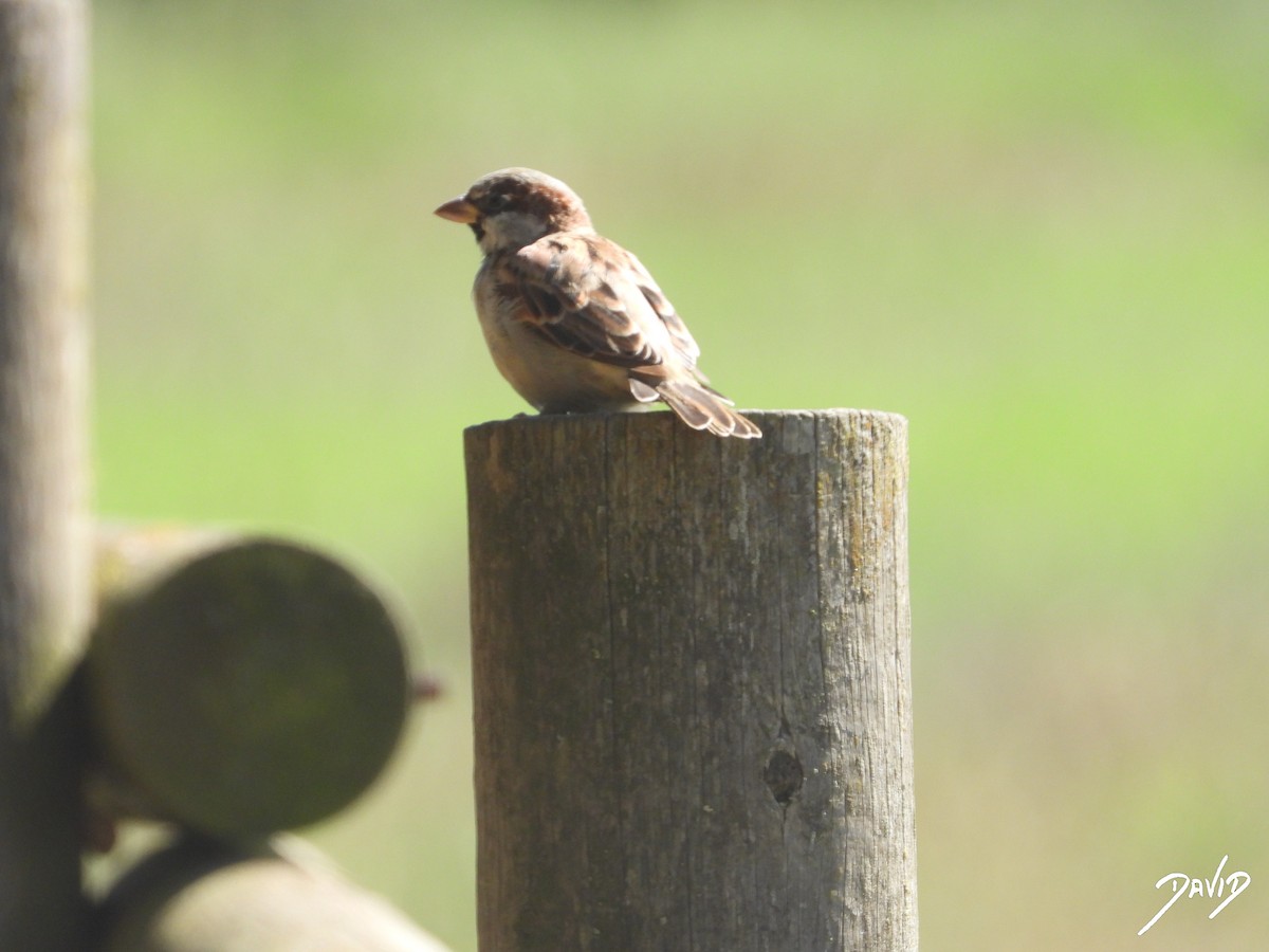 House Sparrow - ML644096360