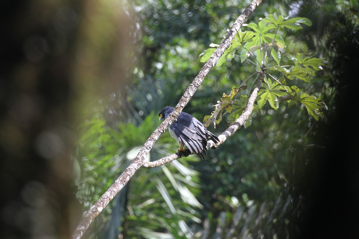Barred Hawk - ML644096368