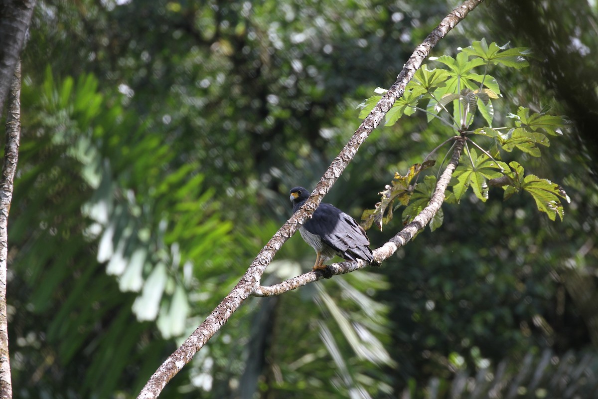 Barred Hawk - ML644096369