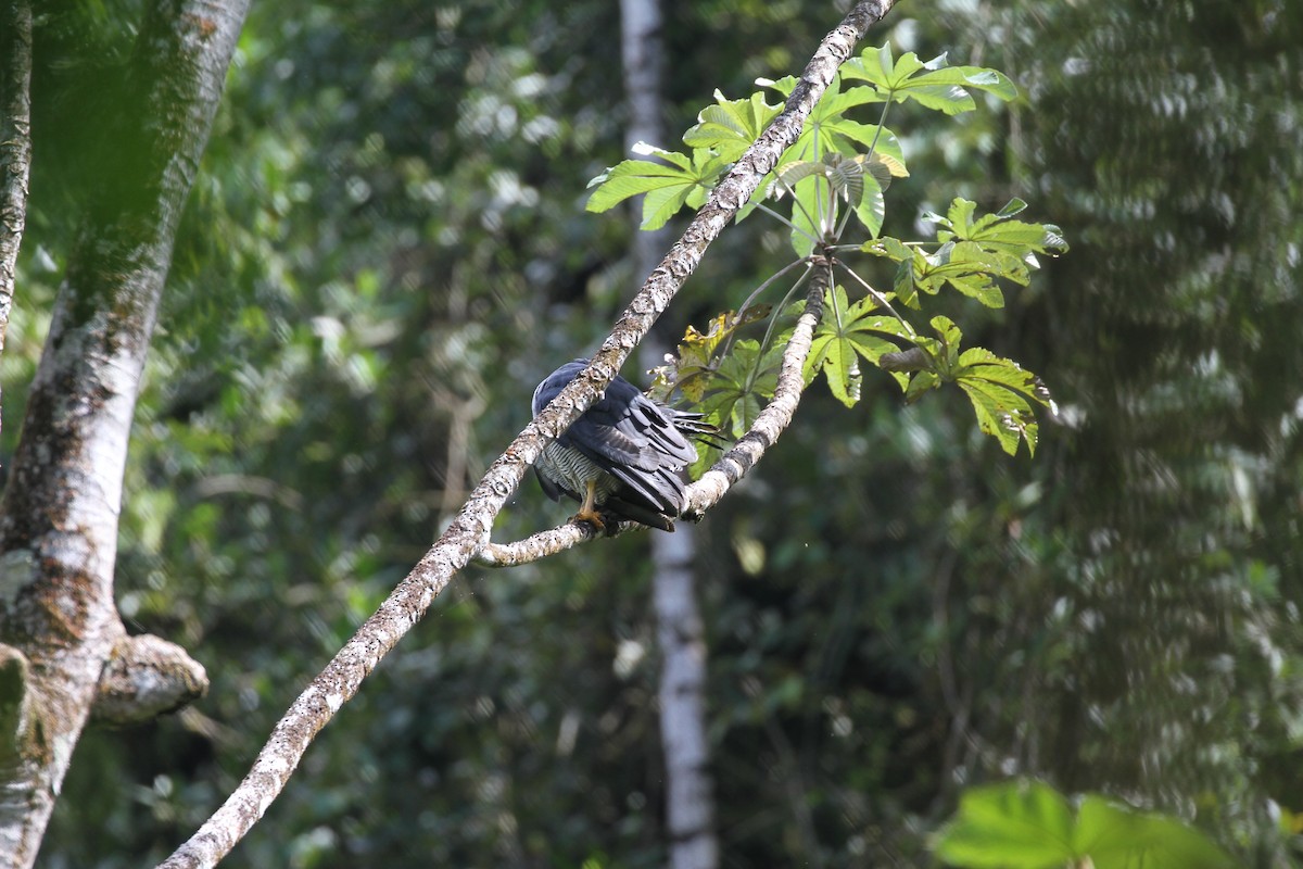 Barred Hawk - ML644096370
