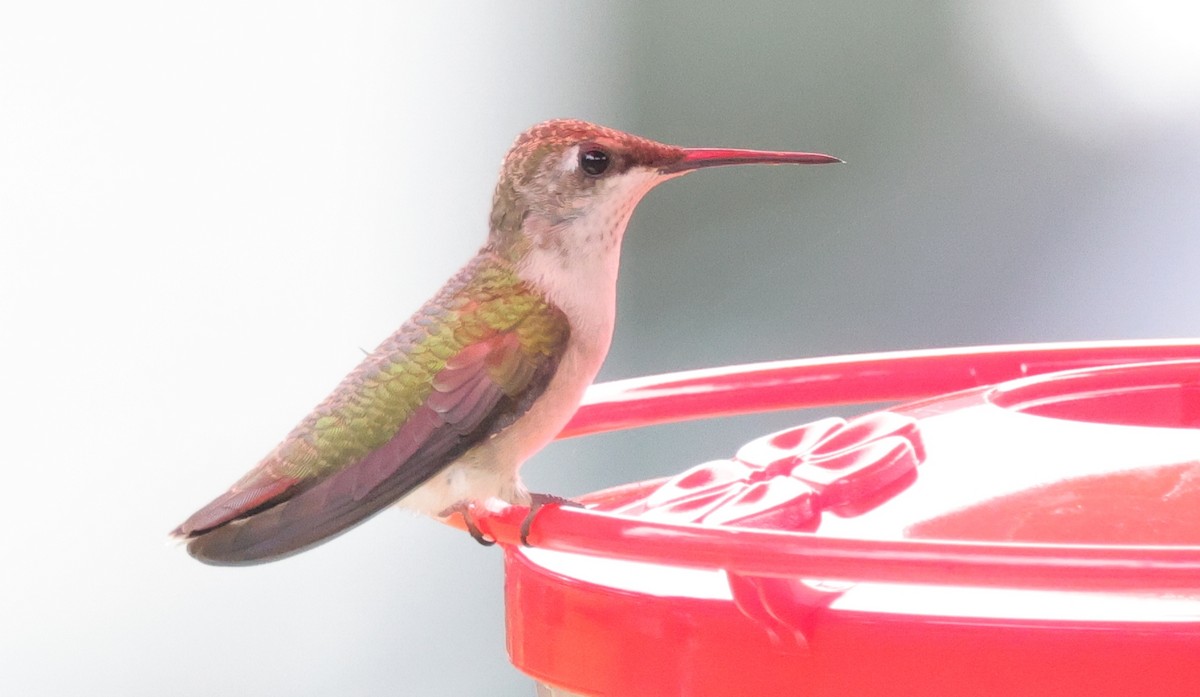 Ruby-throated Hummingbird - ML644096374