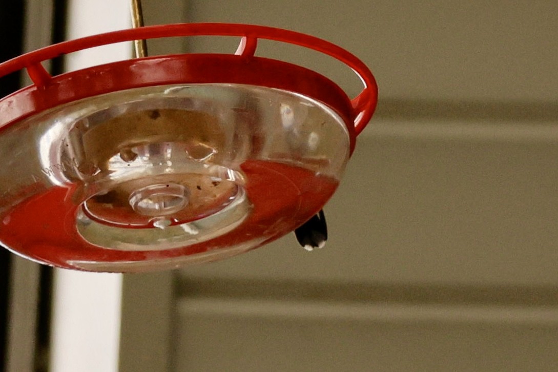 Broad-billed Hummingbird - ML644096376