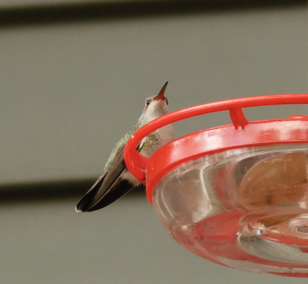 Broad-billed Hummingbird - ML644096377