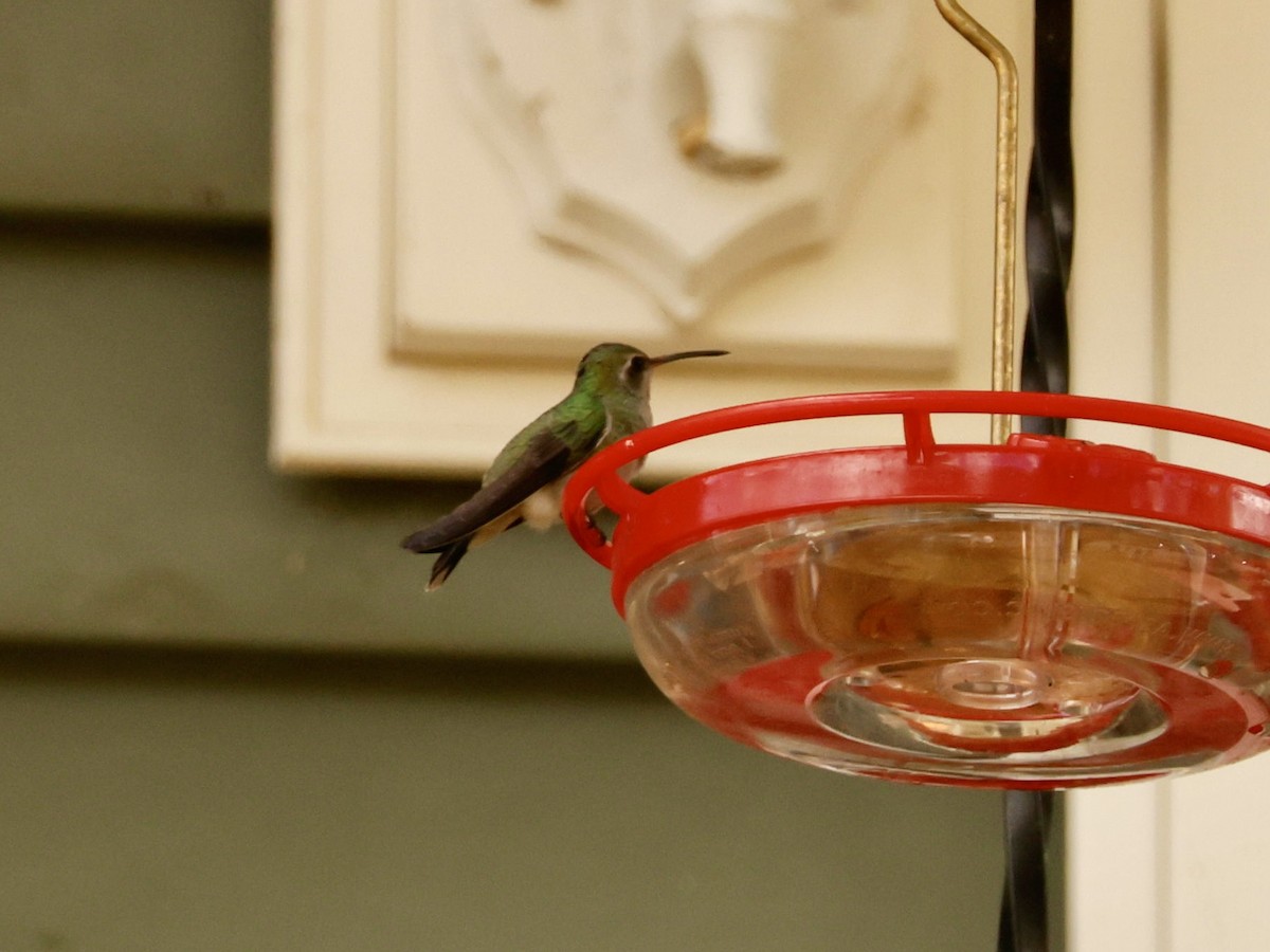 Broad-billed Hummingbird - ML644096378