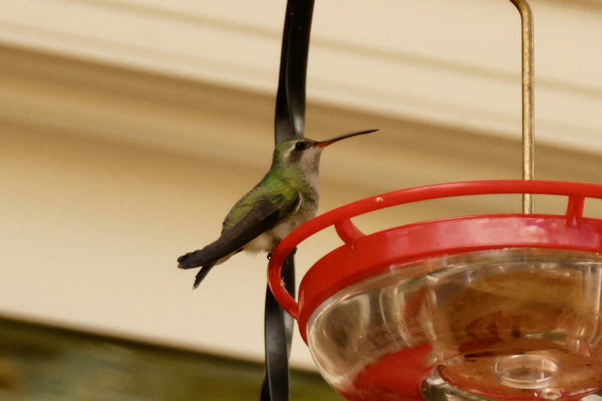 Broad-billed Hummingbird - ML644096379