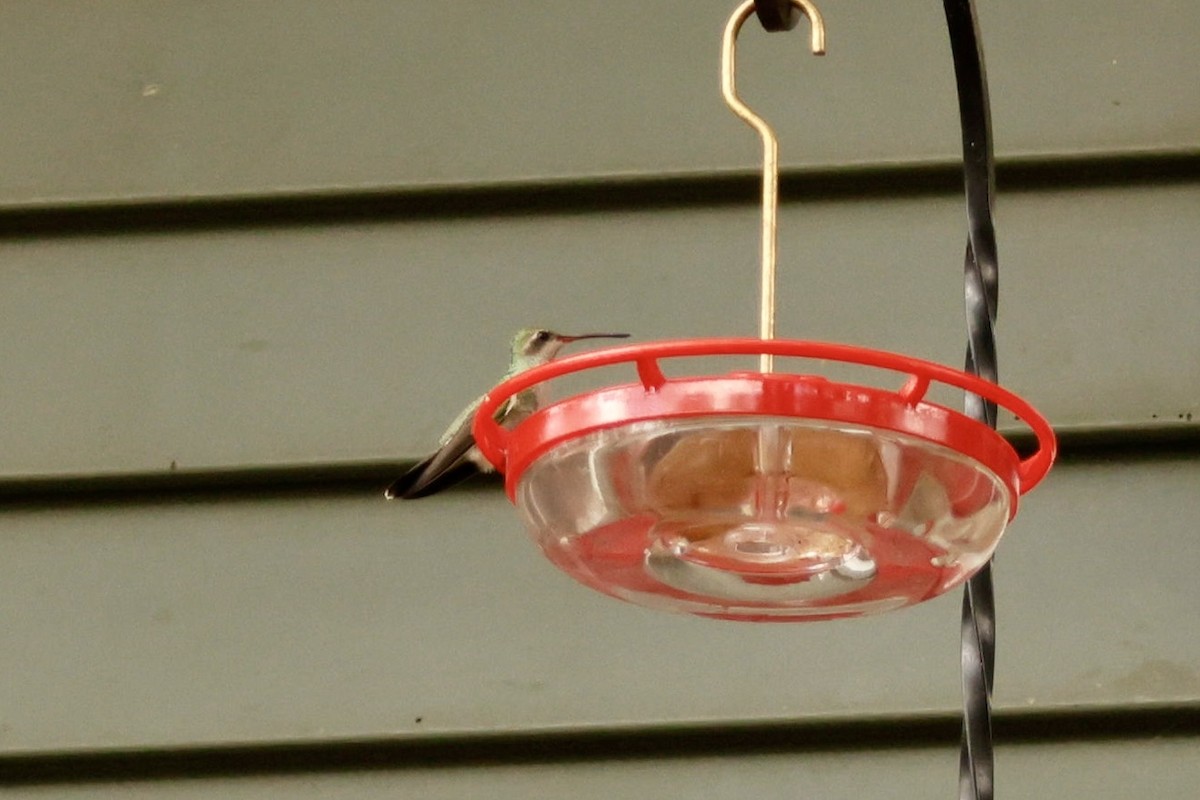 Broad-billed Hummingbird - ML644096380