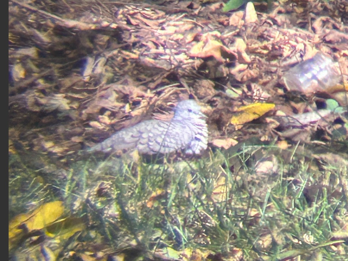 Inca Dove - ML644096381