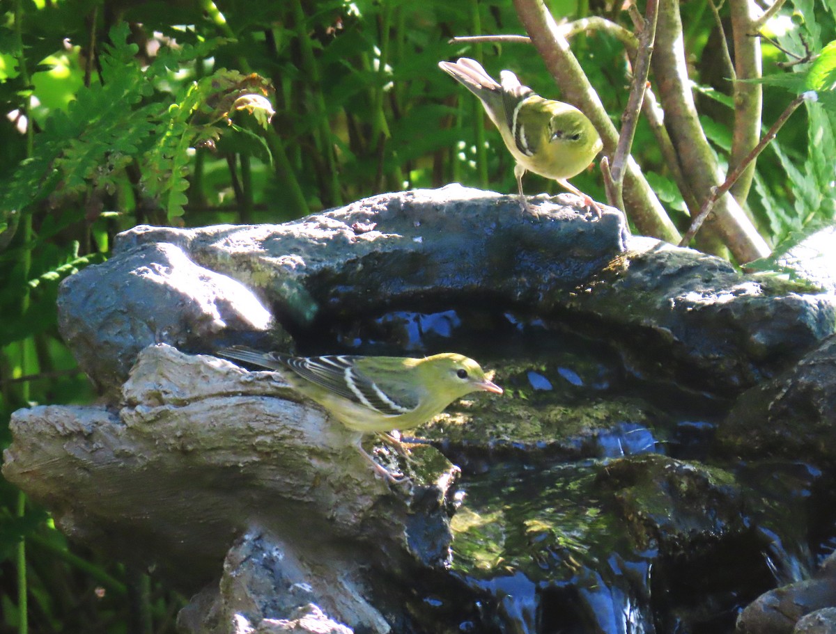 Blackpoll Warbler - ML644096386