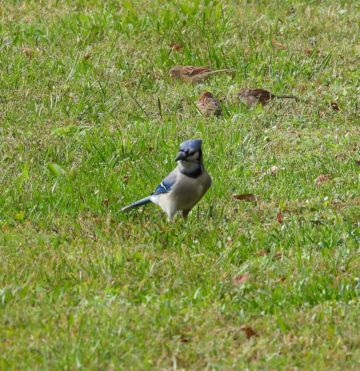 Blue Jay - ML644096391