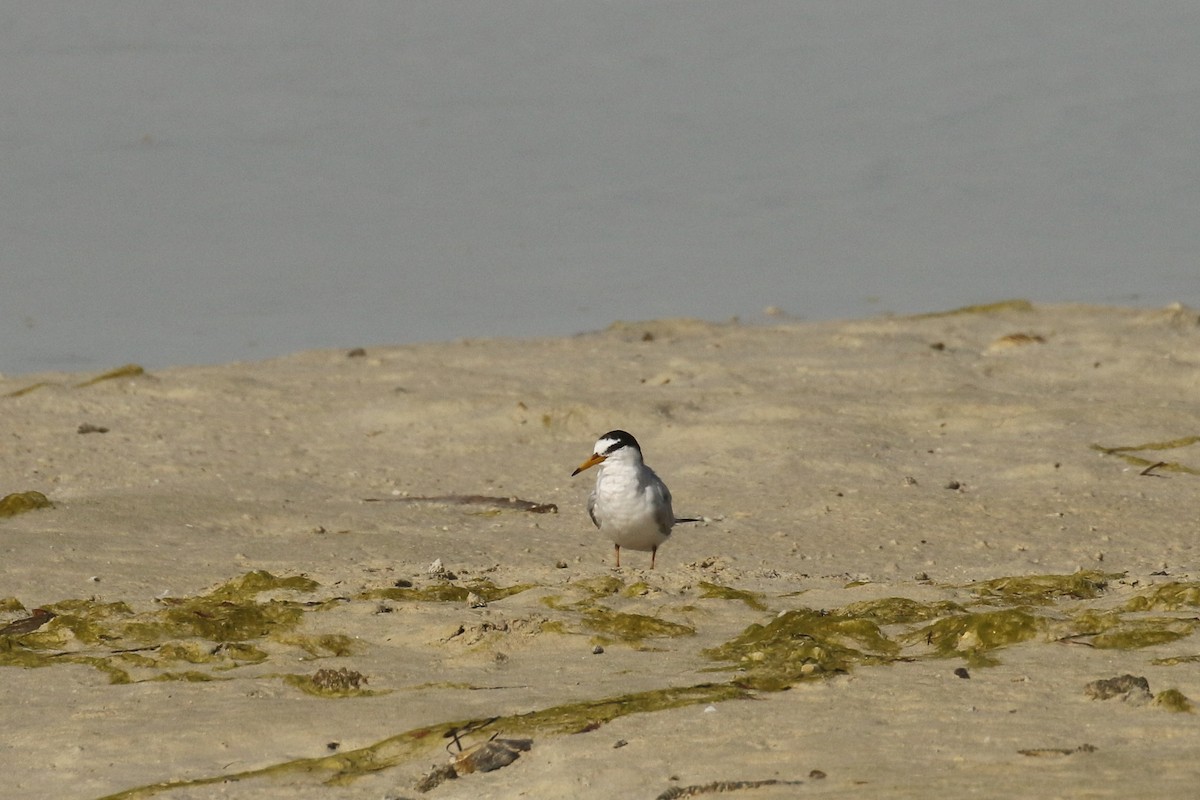 Little Tern - ML644096395