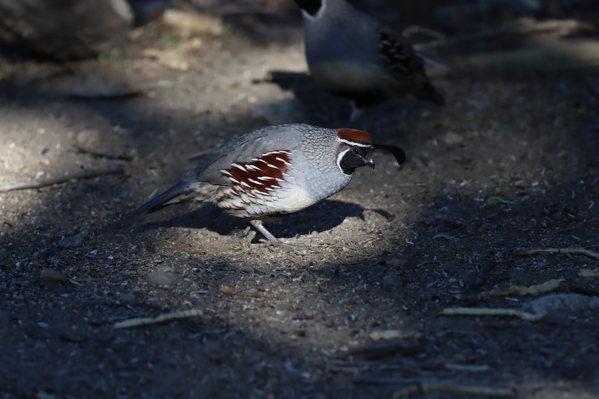 Gambel's Quail - ML644096400
