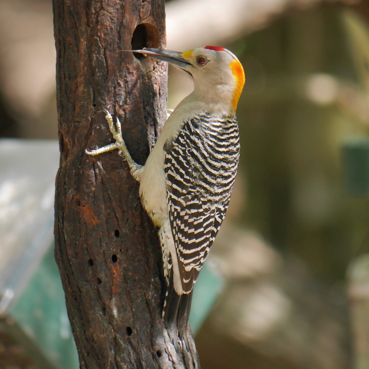 Golden-fronted Woodpecker - ML644096411