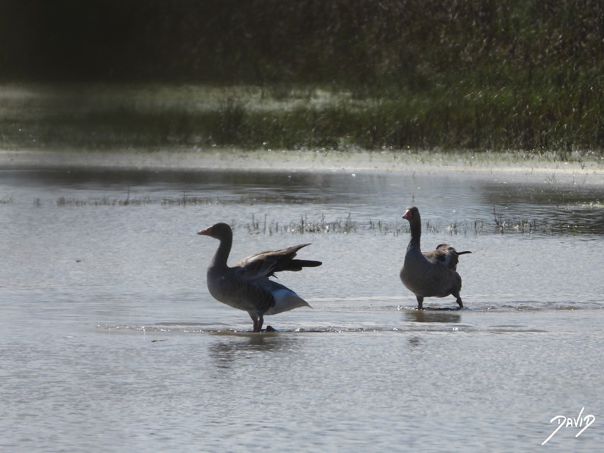 Graylag Goose - ML644096413