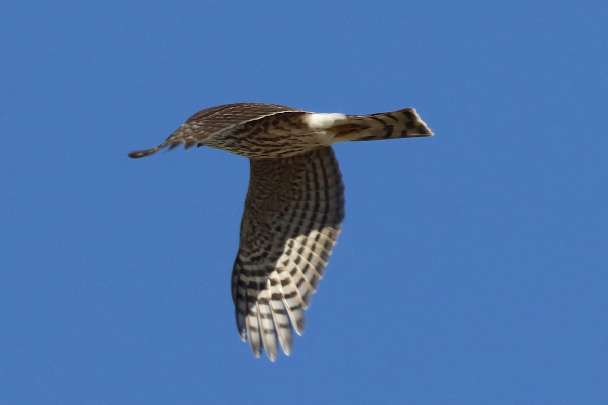 hawk sp. - ML644096421