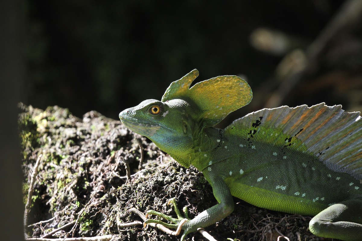 Animals - ML644096426