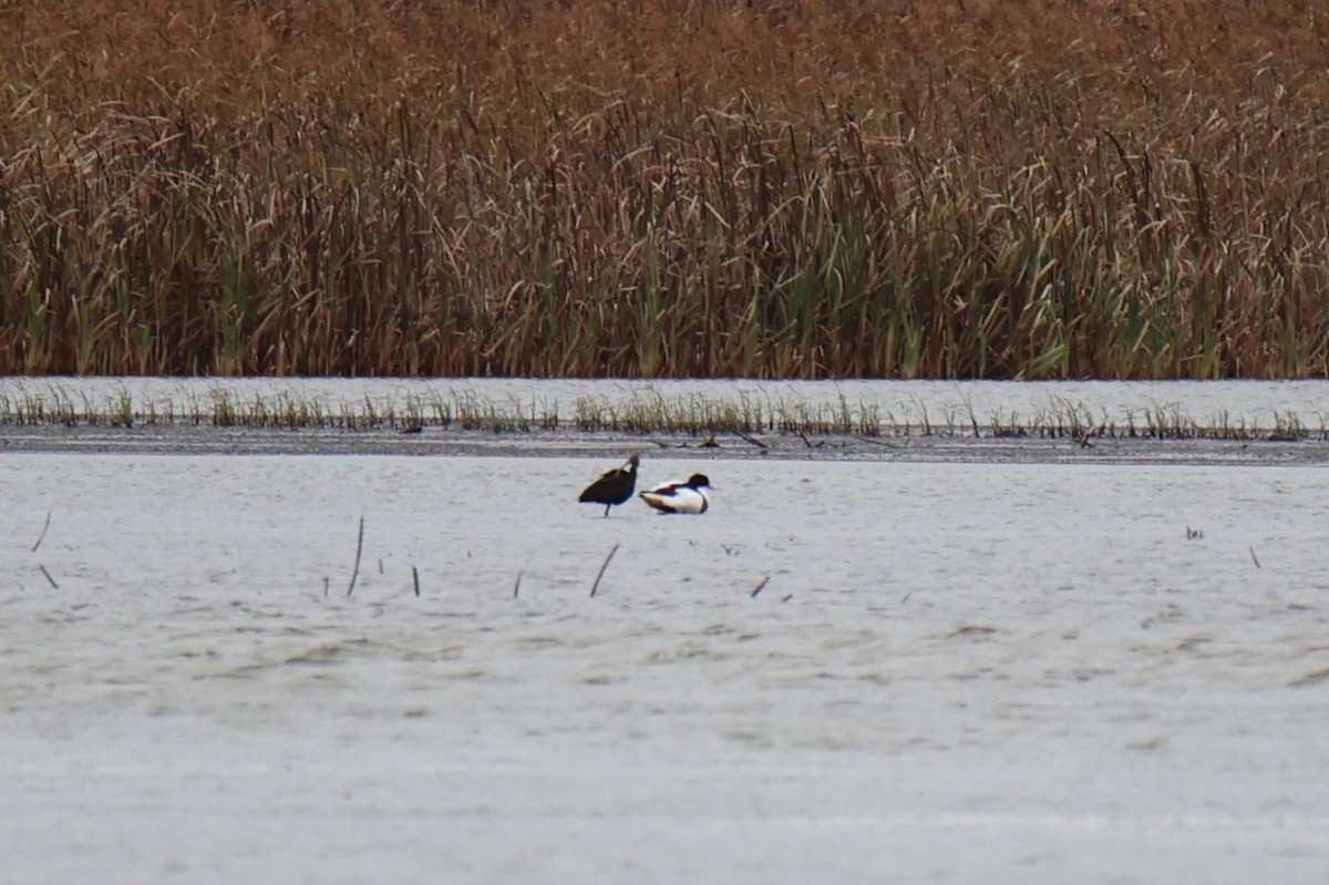 Common Shelduck - ML644096427