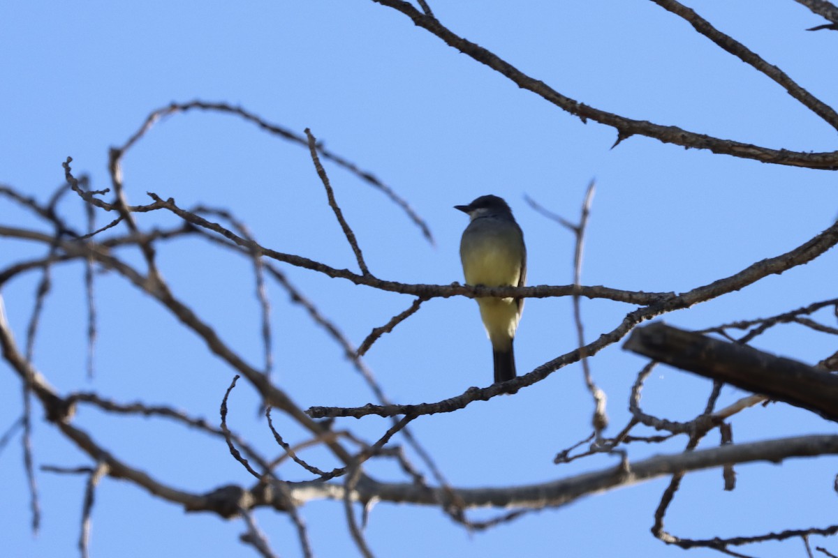 Cassin's Kingbird - ML644096429