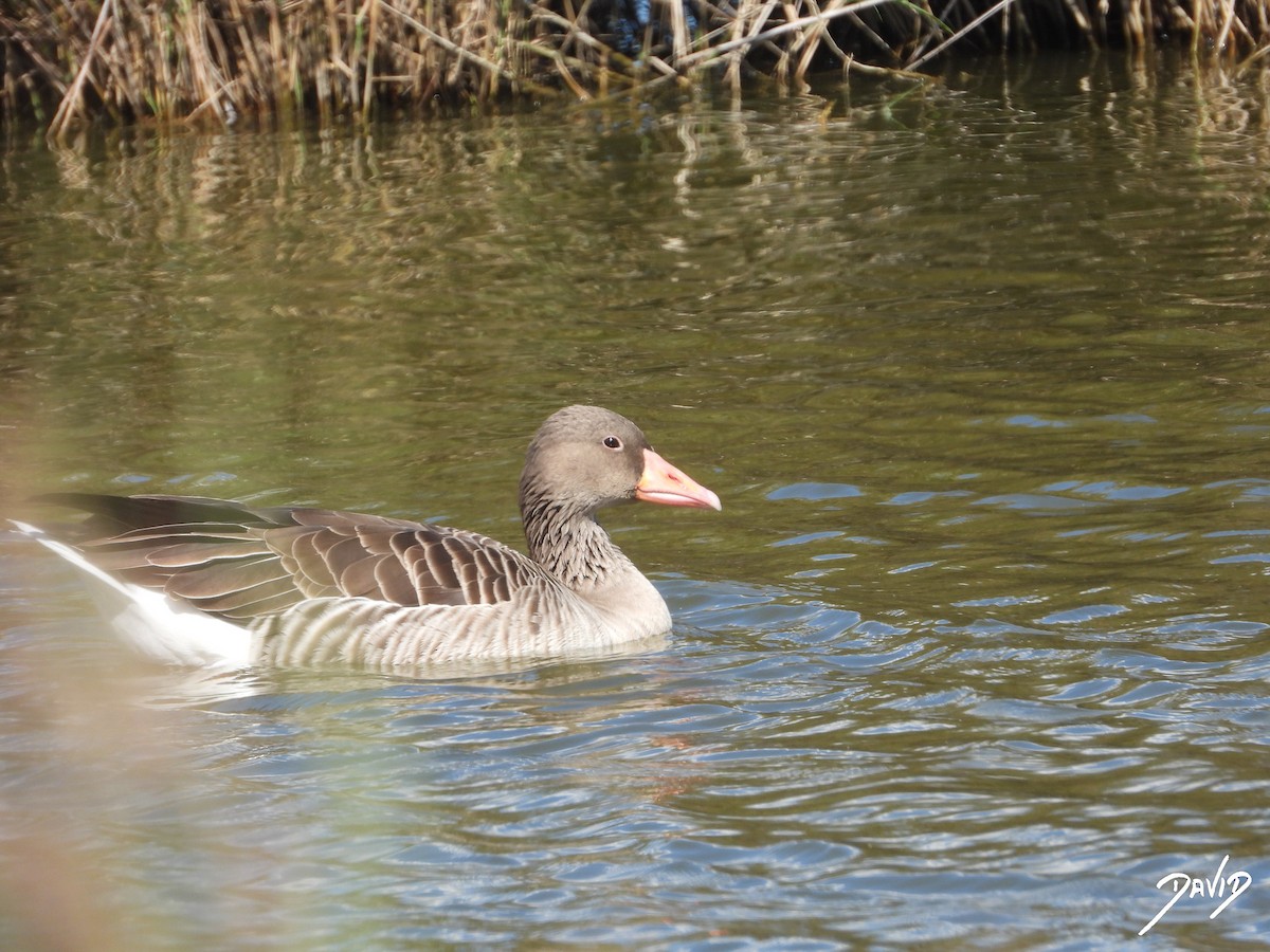 Graylag Goose - ML644096434
