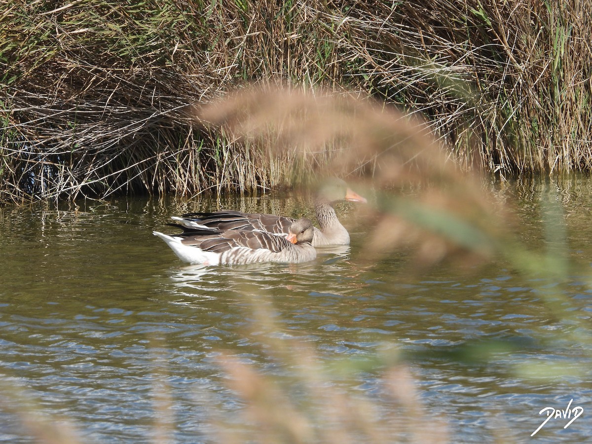 Graylag Goose - ML644096435