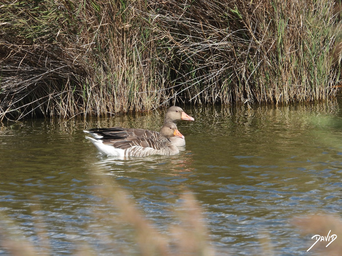 Graylag Goose - ML644096436