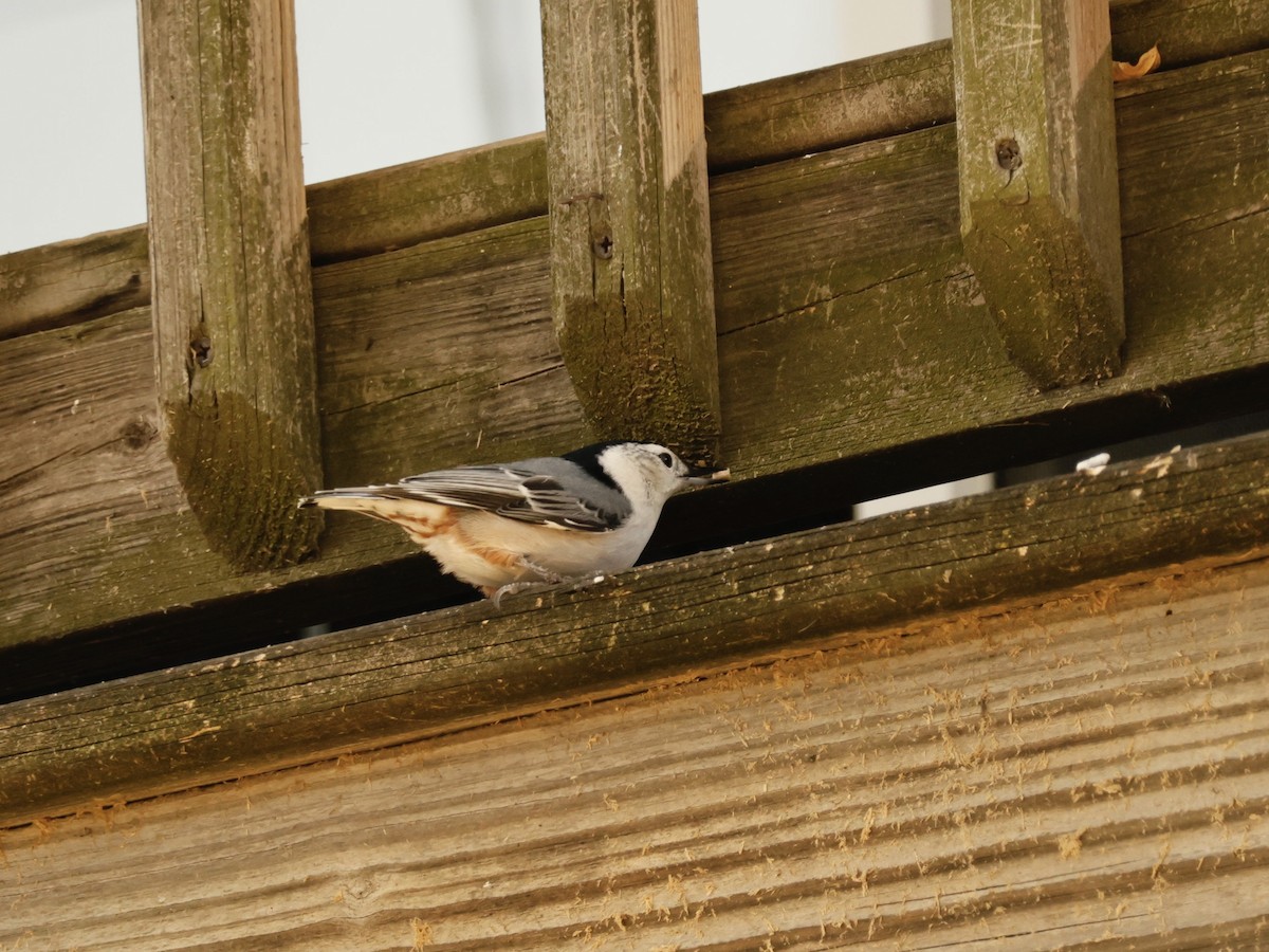 White-breasted Nuthatch - ML644096441
