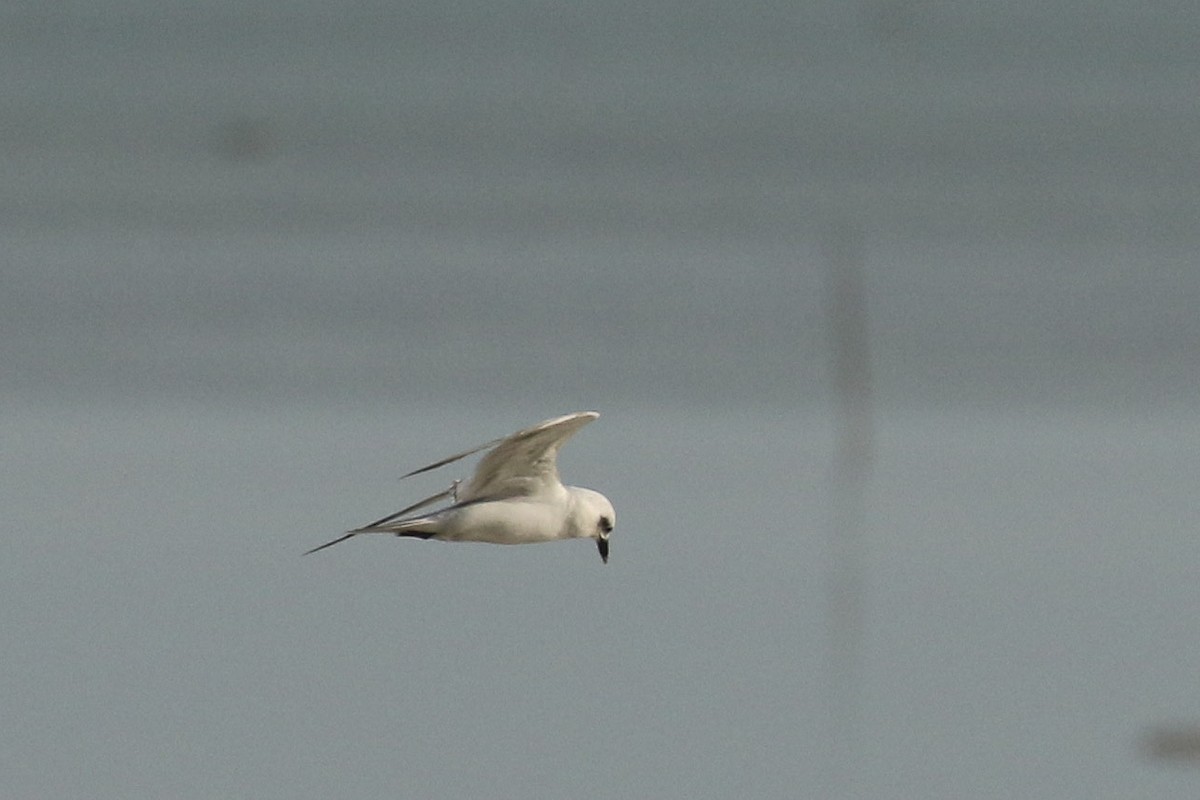 Gull-billed Tern - ML644096444