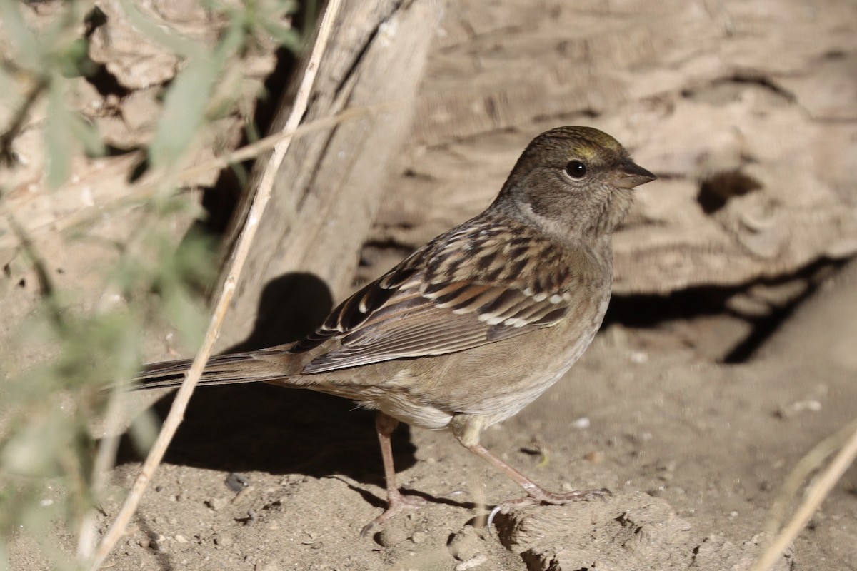 Golden-crowned Sparrow - ML644096452