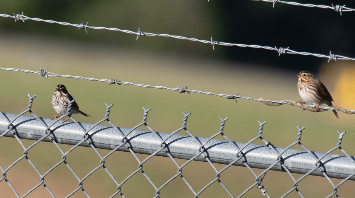 Savannah Sparrow - ML644096462