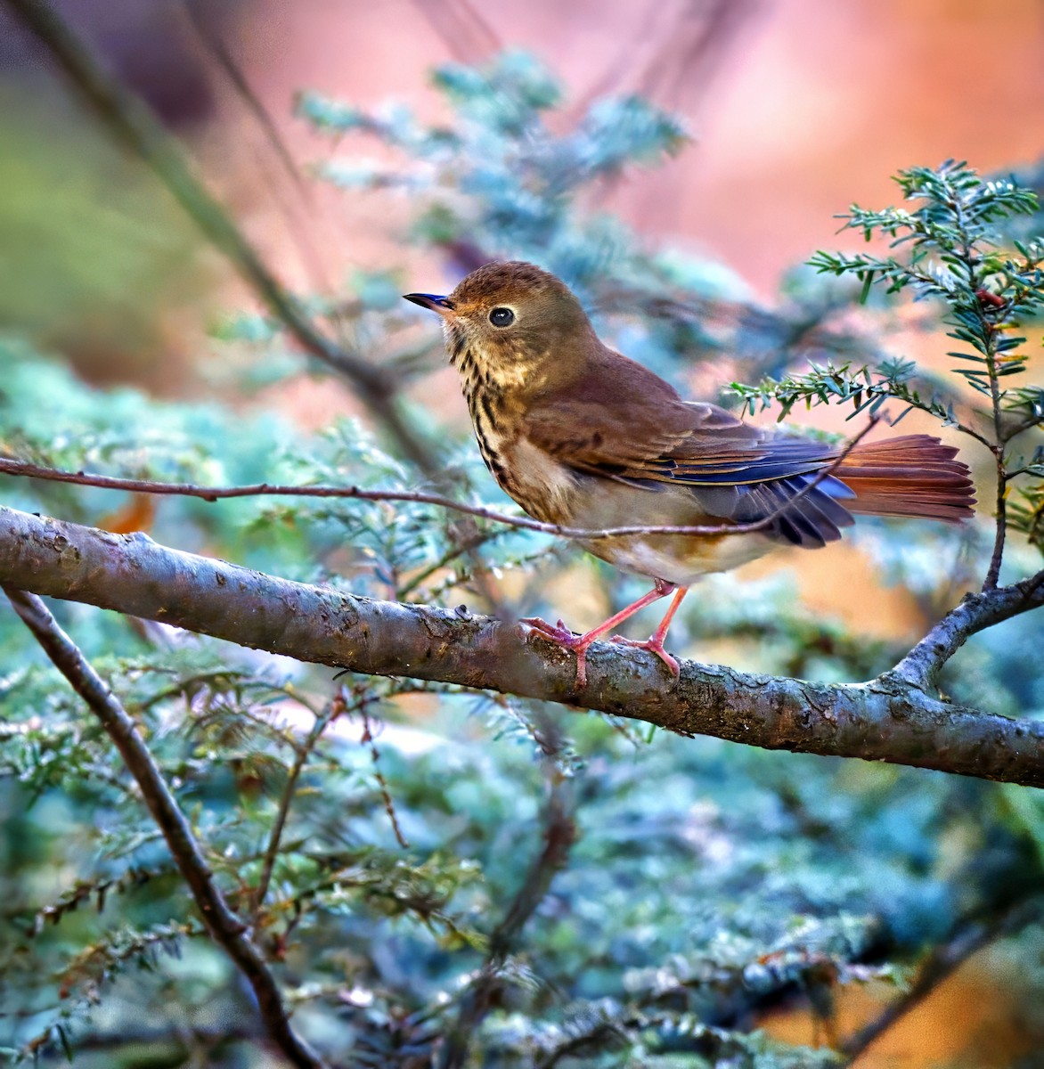 Hermit Thrush - ML644096463