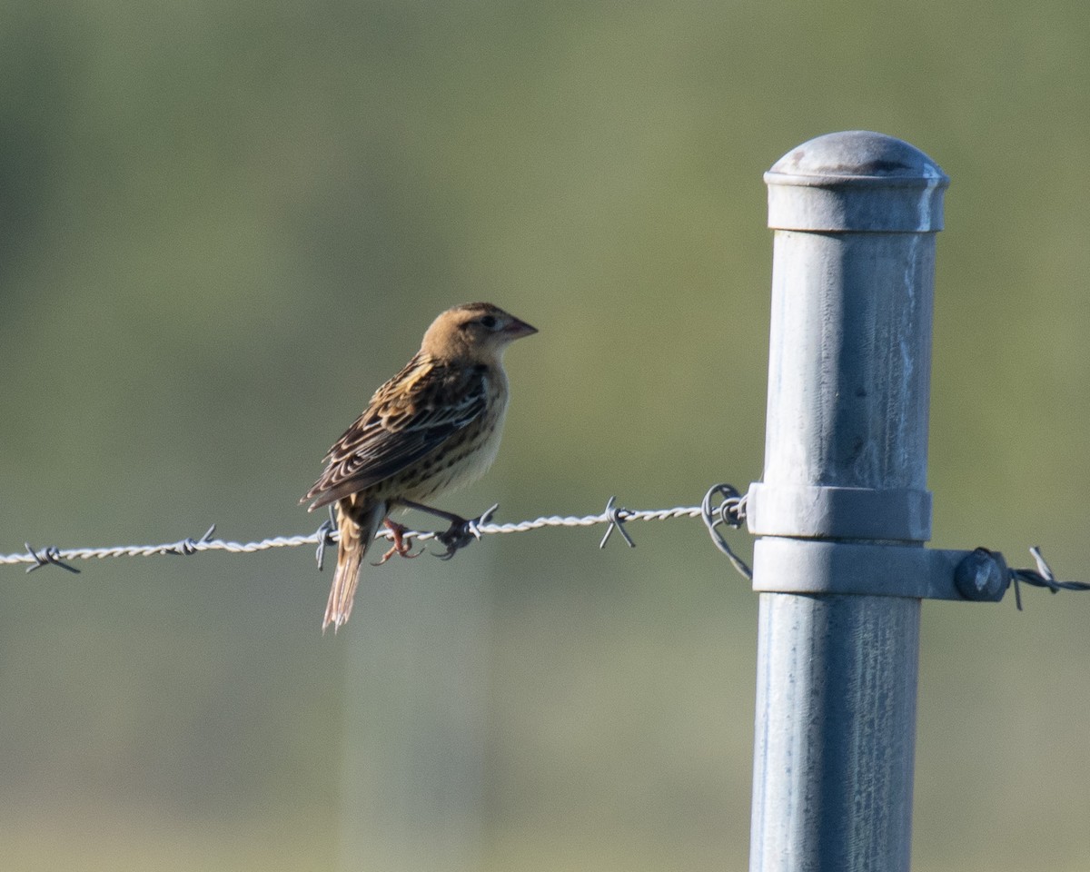 Bobolink - ML644096465