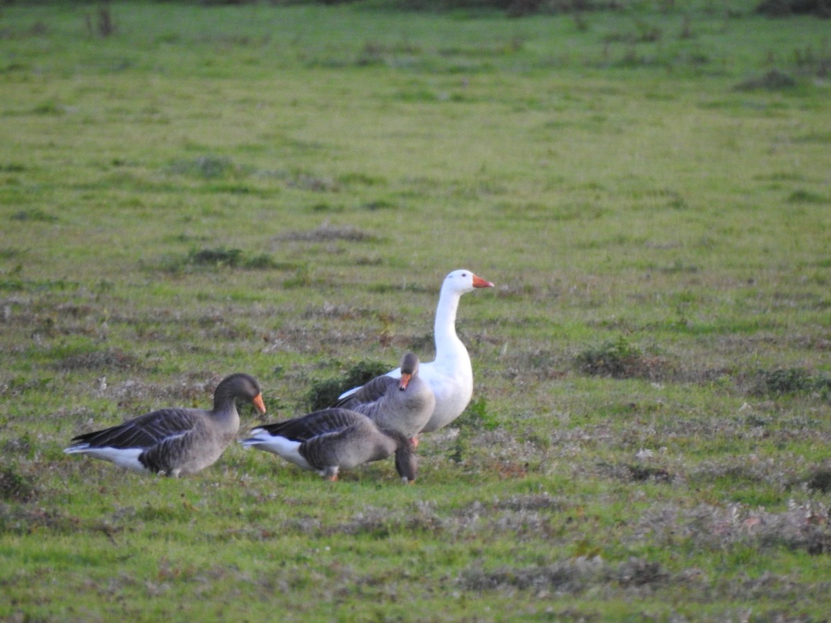 tamgås (domestisert Anser sp.) - ML644096466