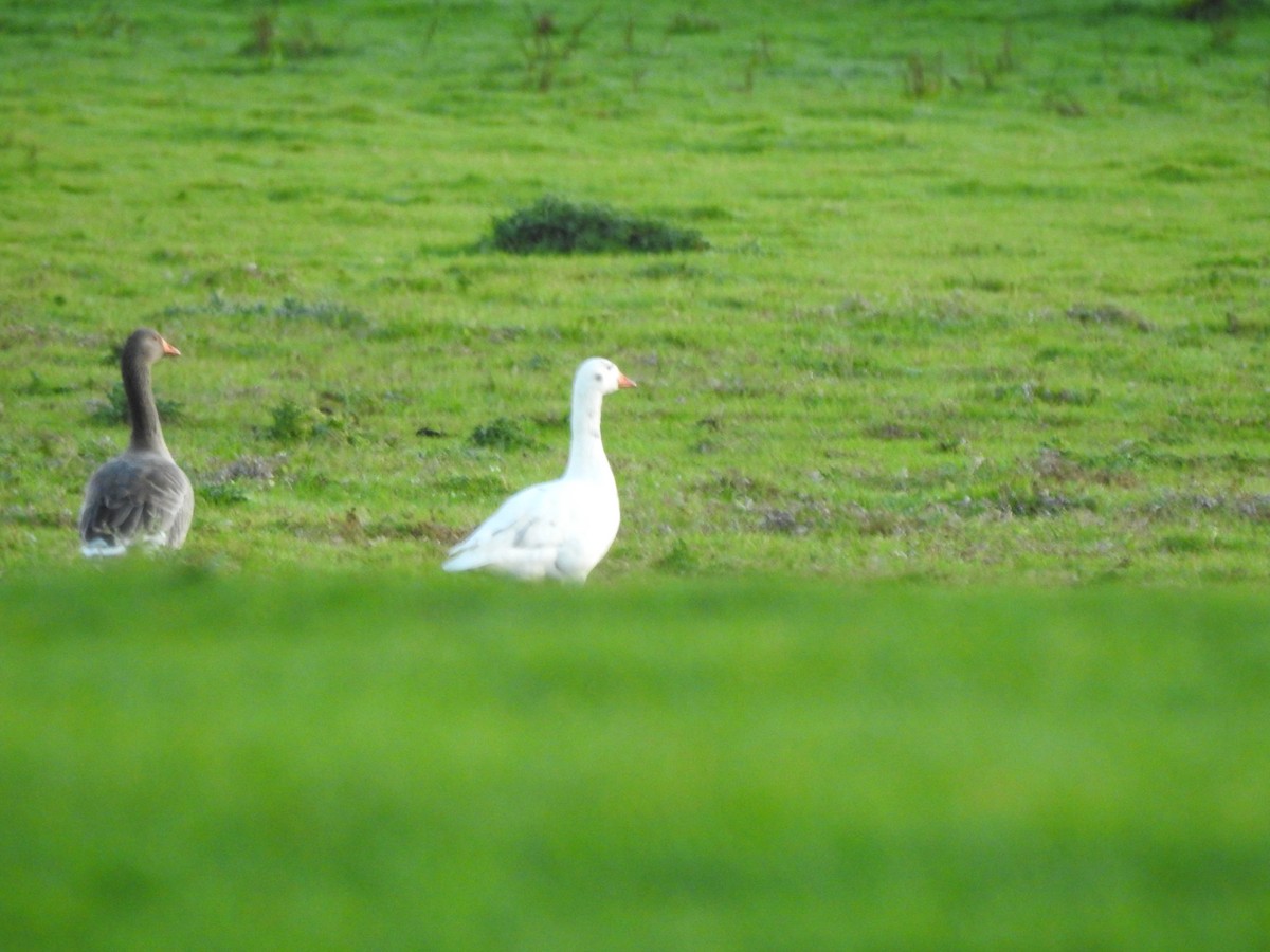 tamgås (domestisert Anser sp.) - ML644096467