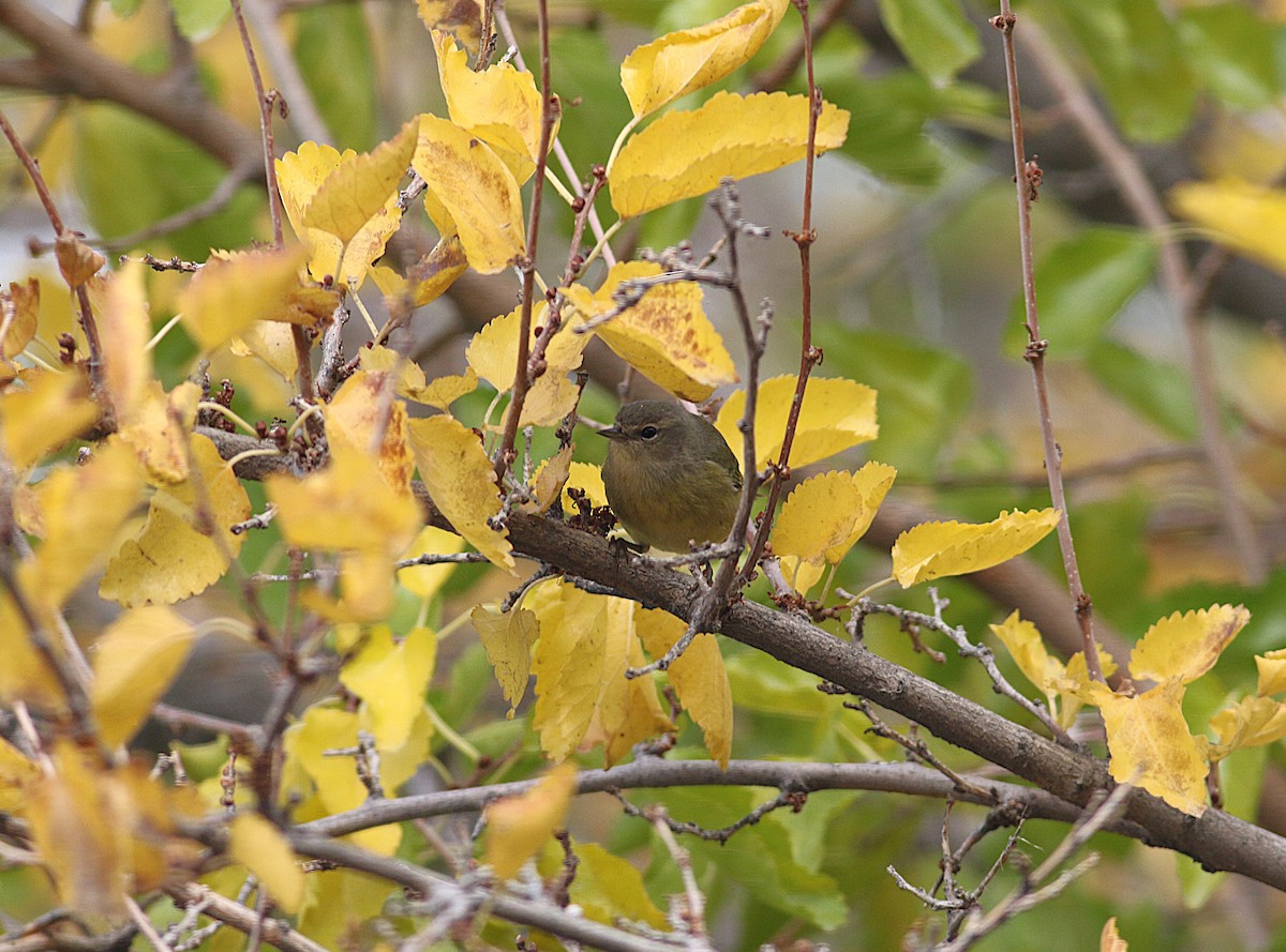Orange-crowned Warbler (Gray-headed) - ML644096470