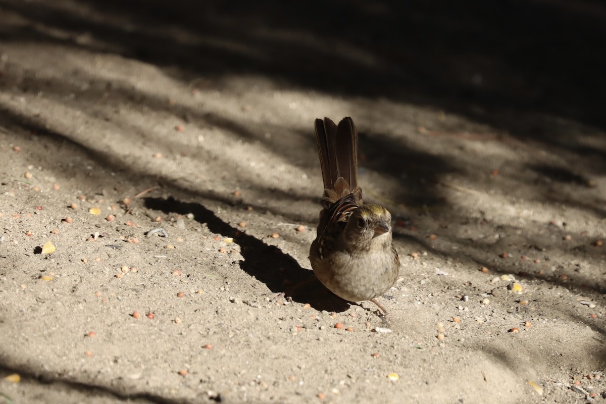 Golden-crowned Sparrow - ML644096484