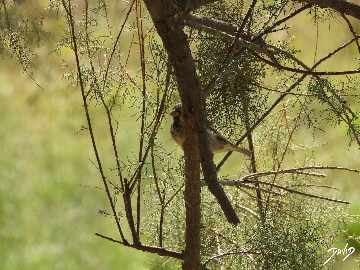House Sparrow - ML644096490