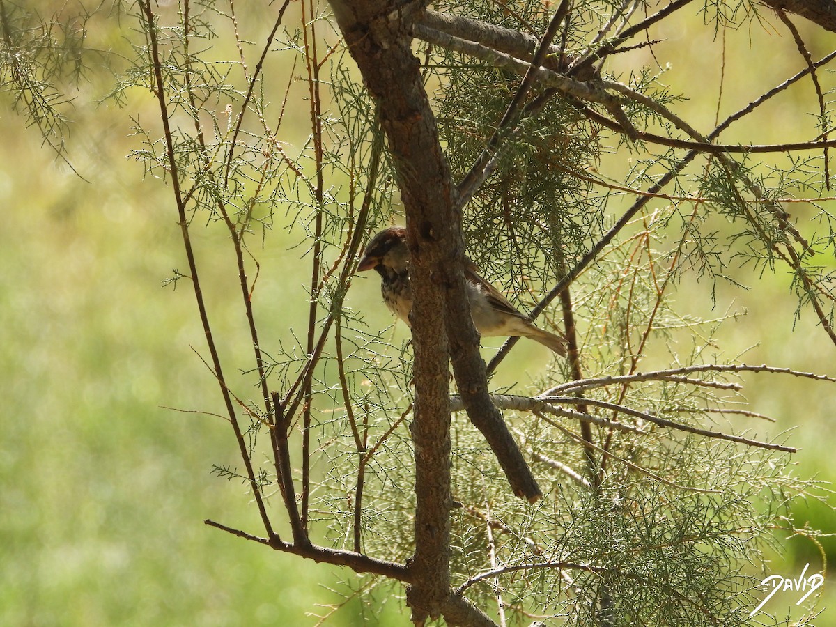 House Sparrow - ML644096491