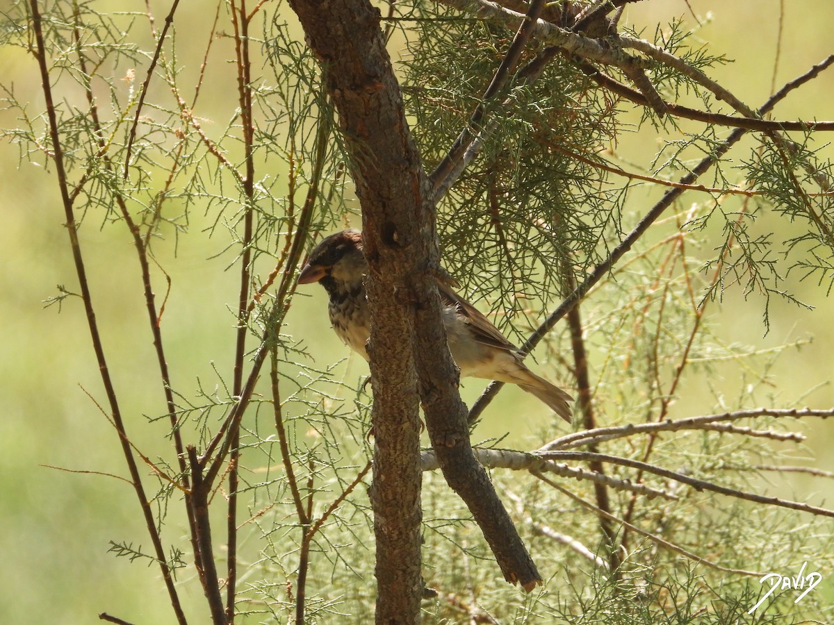 House Sparrow - ML644096492