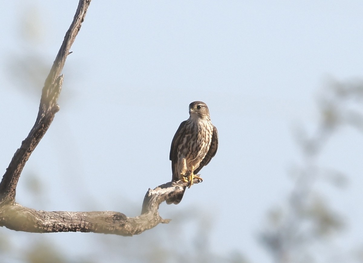 Merlin - ML644096493