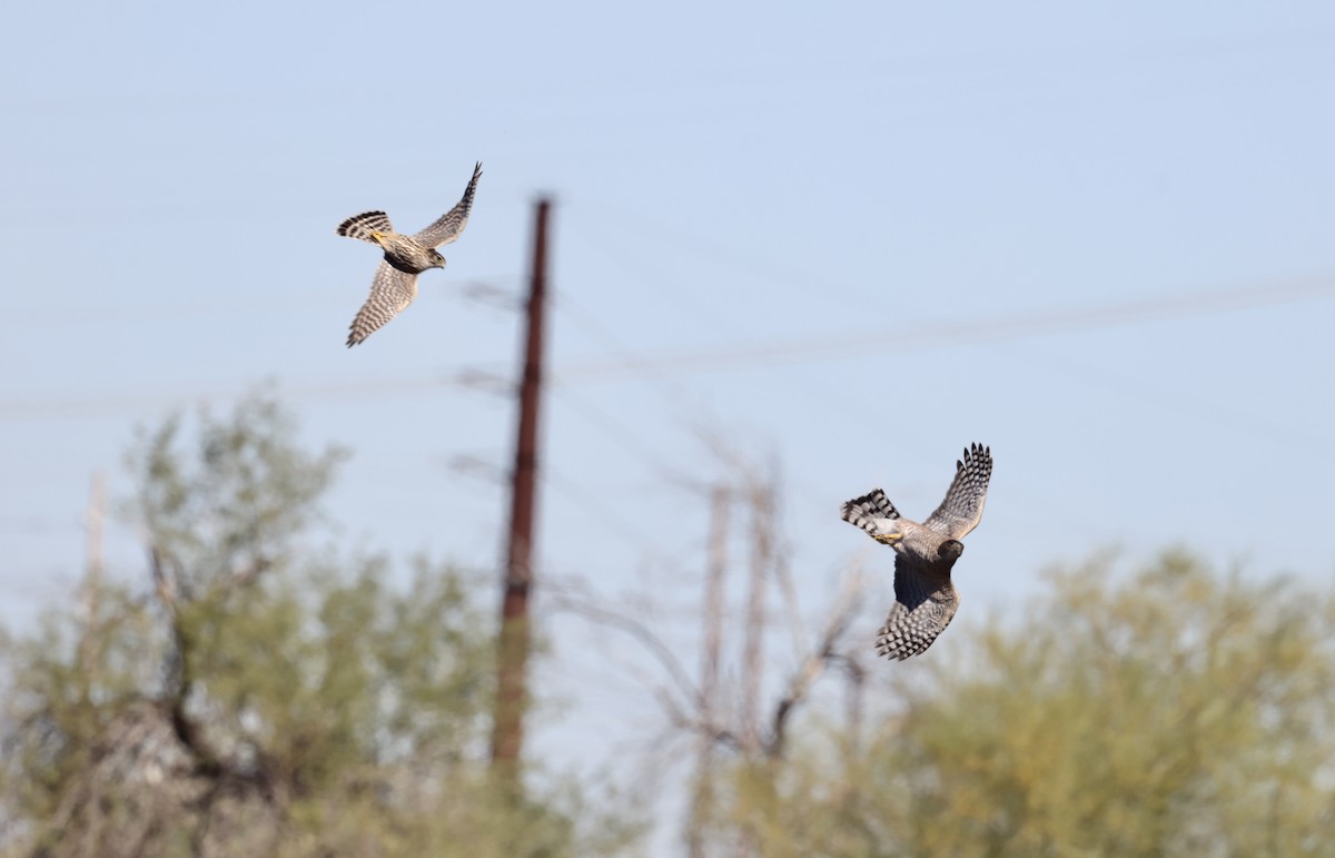 Merlin - ML644096494