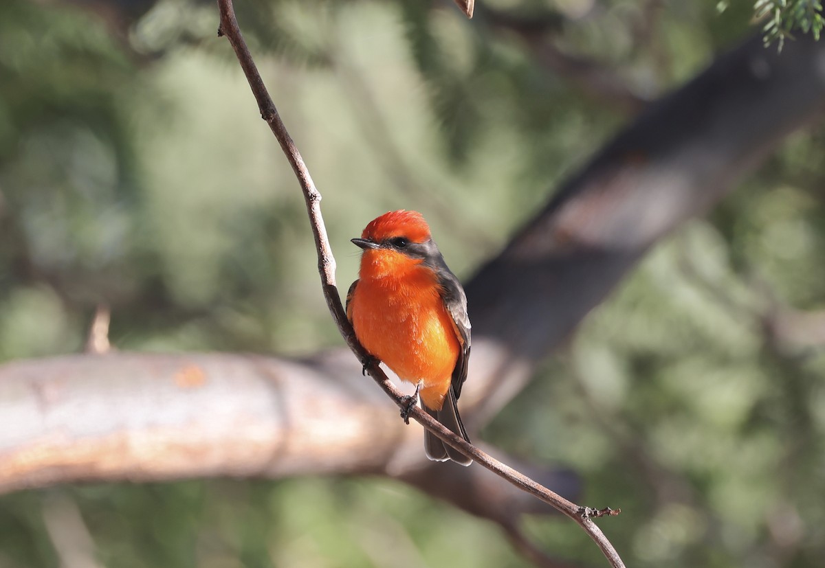 Vermilion Flycatcher - ML644096497