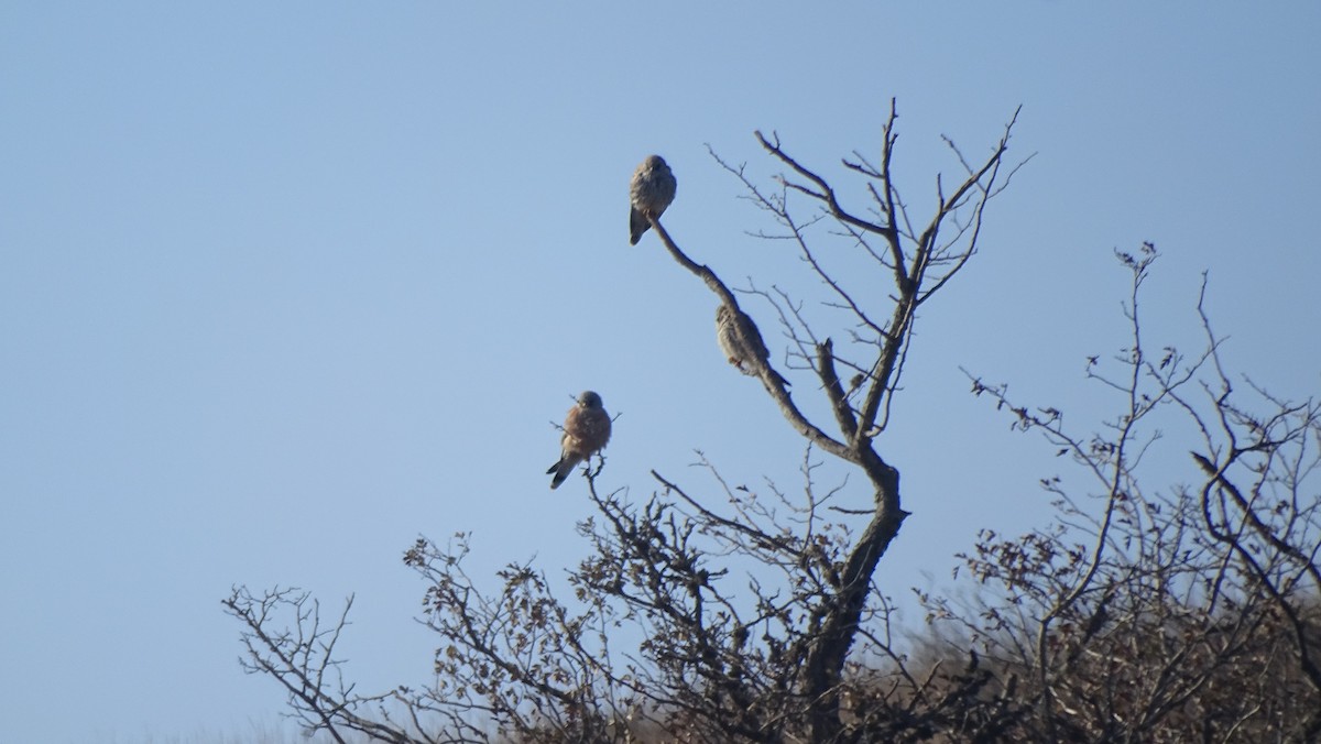 Lesser Kestrel - ML644096516
