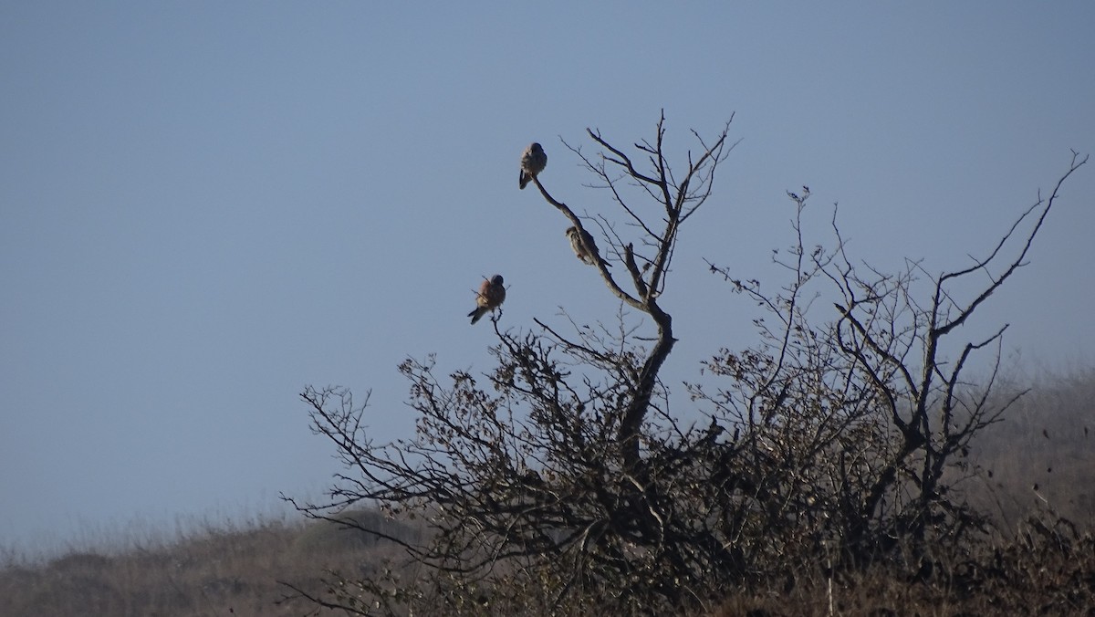 Lesser Kestrel - ML644096518