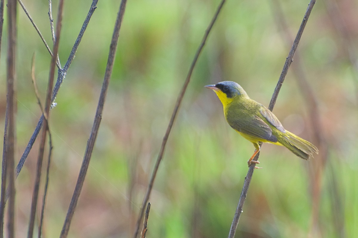 Жовтогорлик східний - ML644096531