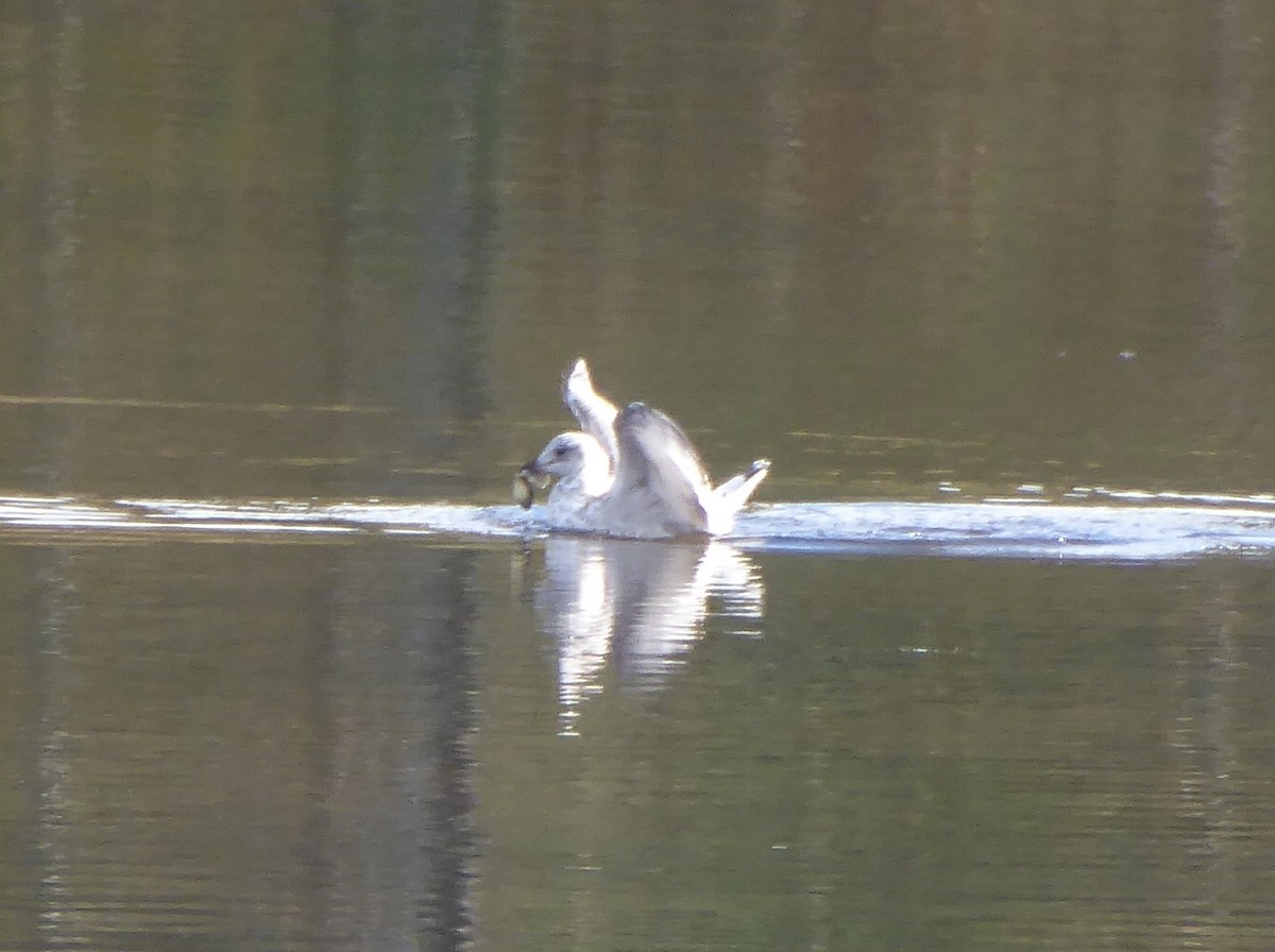 Ring-billed Gull - ML644096558