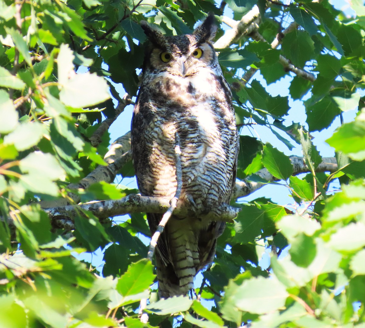 Great Horned Owl - ML644096560