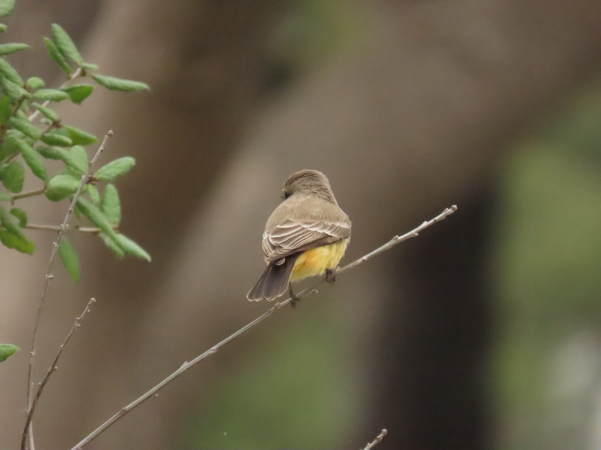 Vermilion Flycatcher - ML644096564
