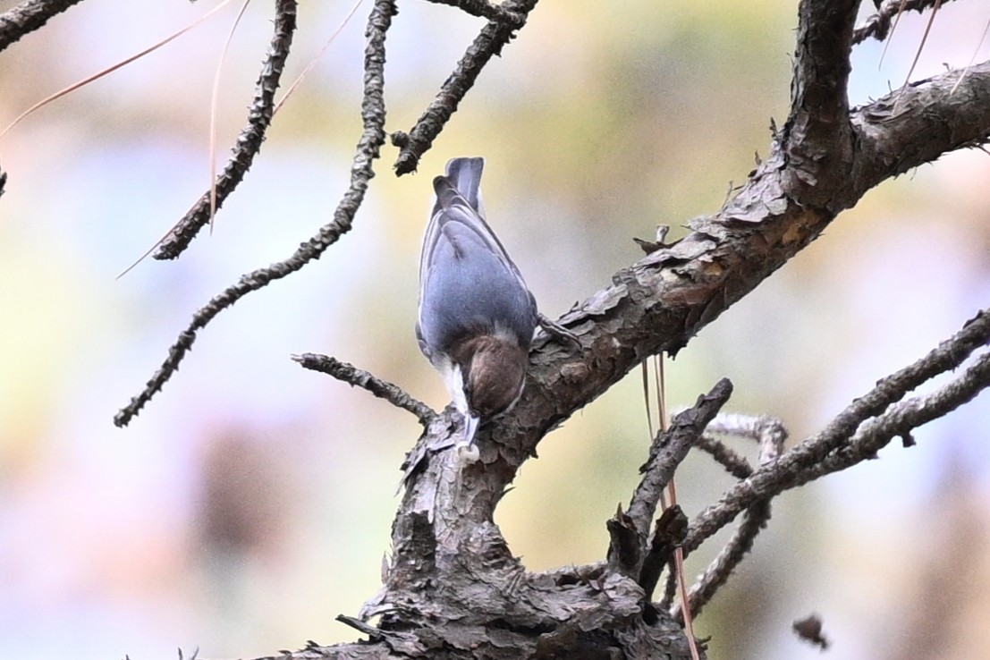 Brown-headed Nuthatch - ML644096571